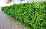 10 Thuja Brabant 80-100cm XXL ohne Topf gemessen frisch vom Feld Gartenhecke Heckenpflanzen...