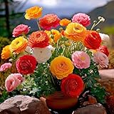 10 Blumenzwiebeln Ranunkeln Mischung | Umfang 6/7 cm | Blumenzwiebeln von den besten...