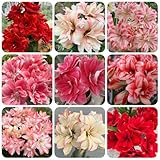 amarylliszwiebel hochbeet balkon bodendecker winterhart deko 3pcs