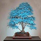 Neue frische 40 Stück blaue Ahornbaum-Pflanzensamen