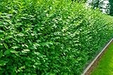 25st. Liguster Atrovirens 50-80cm reine Pflanzhöhe Ligustrum Atrovirens Wurzelware Heckenpflanzen...
