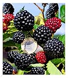 BALDUR Garten Zuckerbrombeere 'Asterina®' 1 Pflanze, Rubus fruticosus winterhart Brombeerpflanze...