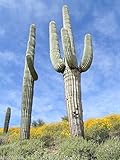 Portal Cool Kakteensamen Riesen Carnegia gigantea Saguaro 5 Samen S0879