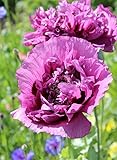 Mohn, Schlafmohn 'Lila Paeony' 50 Samen - Papaver somniferum (Poppy Purple Peony)