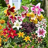 50 x All Summer Lilien Zwiebeln Super Kollektion, Mindestens 20 Sorten, Mehrjährig und Winterhart...