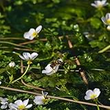 Ranunculus aquatilis, dekoration bodendecker stauden winterhart mehrjährig, bio balkon 350samen