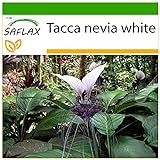 SAFLAX - Nepalesische Riesen - Fledermausblume - 10 Samen - Mit keimfreiem Anzuchtsubstrat - Tacca...