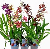 Orchideen Echte Pflanzen Cambria - 3 große Zimmerpflanzen aus Holland - 30-40 cm hoch mit Blüten -...