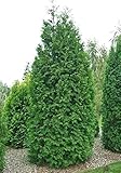 Thuja occidentalis Brabant Lebensbaum Koniferen 100-125 cm Heckenpflanzen beste Qualität