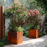 Czaja Cortenstahl Pflanzkübel 60x60x60 cm Fiorella mit Bodenplatte - Made in Germany - Rost Deko...