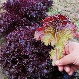 500 pcs pflücksalat samen bio, salat samen, bio gemüsesamen bonsai samen kopfsalat samen - Lactuca...