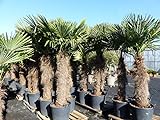 gruenwaren jakubik XXXXL 260-300 cm Trachycarpus fortunei 140 cm Stamm Hanfpalme, winterharte Palme...
