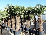 gruenwaren jakubik XXXXL 260-300 cm Trachycarpus fortunei 120 cm Stamm Hanfpalme, winterharte Palme...