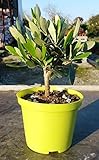 Olivenbaum Olea Europea Stämmchen 20 cm – Formgehölz für Garten, Terrasse & Balkon –...