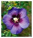 BALDUR Garten Hibiskus 'Hawaii®',1 Pflanze, intensive Blütenfarbe, Tropen-Flair für Garten &...