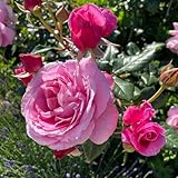 Duftende Kletterrose 'Our Last Summer'®, rosa, Topf 5 Liter