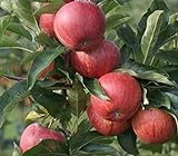 Apfelbaum `Gala´ Herbstapfel, Halbstamm ca. 180cm, im 10L-Topf