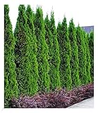 BALDUR Garten Thuja Smaragd Lebensbaum, 1 Pflanze, occidentalis, Thujahecken winterhart,...