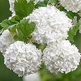GardenersDream Viburnum Opulus 'Roseum' - Schneeball Pflanze - Sträucher Winterhart Blühend -...