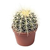 Goldkugelkaktus Echinocactus Grusonii 12 cm Ø - Pflegeleichter Zimmerkaktus für Innen- &...