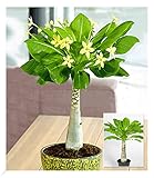 BALDUR Garten Hawaii-Palme, 1 Pflanze, Zimmerpflanze blühend Brighamia insignis, Vulkanpalme,...