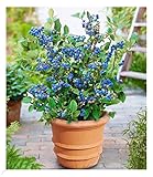 BALDUR Garten Topf-Heidelbeere Blaubeeren Pflanze, 1 Pflanze, Vaccinium corymbosum reichtragend...