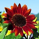 30pcs Sonnenblumenkerne, Blütensamen klumpen mittelgroße, attraktive natürliche gemischte...