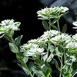 Euphorbia MarginataSamen - winterharte für garten blumenwiese blumensamen gastgeschenk bio seltene...