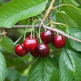 Kirschbaum Burlat 80-120 cm Lieferhöhe | Süße Frühkirsche als Terrassenobst |