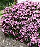 BALDUR Garten Hortensie 'Pink Lace',1 Pflanze, lange Blütezeit, bienenfreundlich, winterhart,...