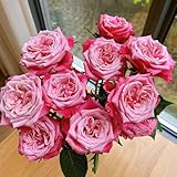 Rosen Pflanzen Winterhart Samen- kletterrosen samen- pflanzentopf-Wunderschön leuchtende Blumen mit...