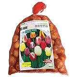 Tulipa Darwin Mix – 100 Stück Blumenzwiebeln, farbintensive Darwin-Hybriden, großblütig,...