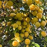 pflaumenbaum winterhart, kaufen exotische frisch bio deko 25samen