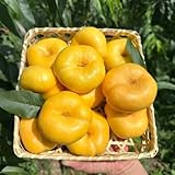 pfirsichbaum hochbeete für garten dekopflanzen zwergobstbäume biosaatgut pflanztöpfe...