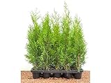 Edel Thuja Smaragd immergrüner Lebensbaum Heckenpflanze Zypresse im Topf gewachsen 40 cm (10...