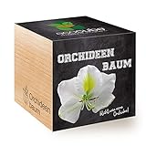 Feel Green Ecocube Orchideenbaum, Blüht Wie Eine Orchidee, Nachhaltige Geschenkidee (100% Eco...