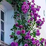 Mafuse Lila Kletterrosen 150 Samen Mehrjährige winterharte Rosenpflanze für Garten und Balkon...