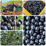 Aronia, AroniabeerenSamen, seltene Aronia melanocarpa, balkon garten für sonnige plätze obstbaum...