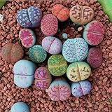 100 Stück gemischte Lithops-Samen, lebende Steine, Sukkulente, Bonsai, Gartendekoration,...