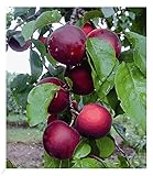 BALDUR Garten Cherrykose®' Kreuzung aus Kirschpflaume & Aprikose, 1 Pflanze, winterhart,...
