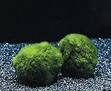 3 Mooskugeln Größe XL 5-7 cm/Cladophora aegagropila - Marimo Ball, winterharte Wasserpflanze