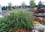 1 x Pennisetum alopecuroides 'Black Beauty' 1 Liter (Ziergras/Gräser/Stauden/Winterhart) Schwarzes...