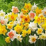 Budget flower collection duftende Narzissen 50 Zwiebeln Kollektion, mehrjährig und winterhart,...