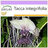 SAFLAX - Weiße Fledermausblume - 10 Samen - Tacca integrifolia