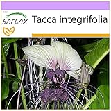 SAFLAX - Weiße Fledermausblume - 10 Samen - Tacca integrifolia