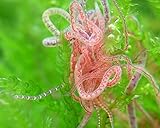 NatureHolic Lebendfutter Tubifex I nährstoffreich I gutes Naturfutter I Wasserbewohner I Nachzucht...