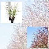 Jumbogras®, Ziergras Miscanthus sinensis Malepartus, Sichtschutz, Gräserhecke, Solitär im Garten,...