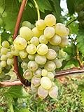Verdelet | robuste & winterharte Tafeltraubenrebe | Frühe Reife & kräftiger Wuchs | Ideal für...