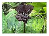 Stk - 5x Tacca Chantrieri Black Fledermausblume Garten Pflanzen - Samen B332 - Seeds & Plants Shop...