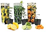 Plant in a Box - Citrus pflanzen Mix - 3er Set - Zitronenbaum, Orangenbaum, Limettenbaum - Topf 9cm...